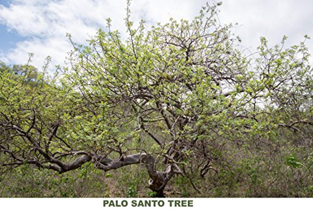 Palo Santo Smudging Sticks High Resin Palo Santo from Ecuador - Fair Trade