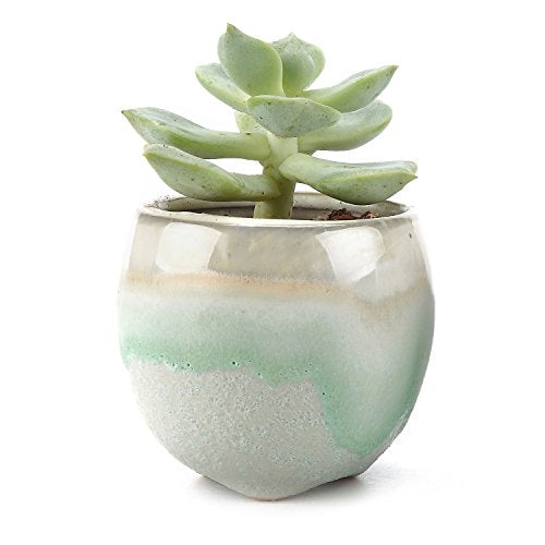 2.5 Inch Ceramic Succulent Pot / Pack of 6