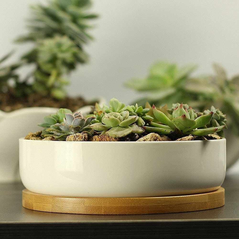 6 Inch Modern White Ceramic Succulent Planter